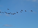 P1090732Överflygning Svartbäcken
